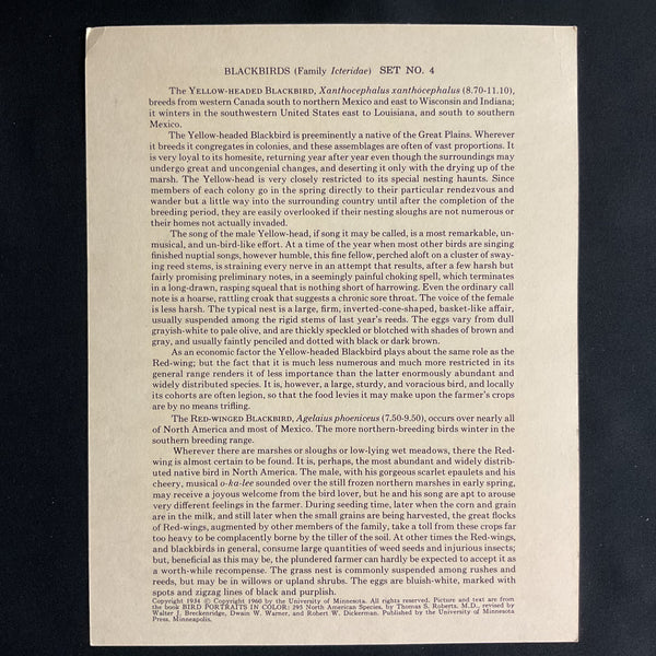 Vintage 1960 Yellow Headed Blackbird Illustration Print Weber