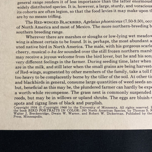 Vintage 1960 Yellow Headed Blackbird Illustration Print Weber