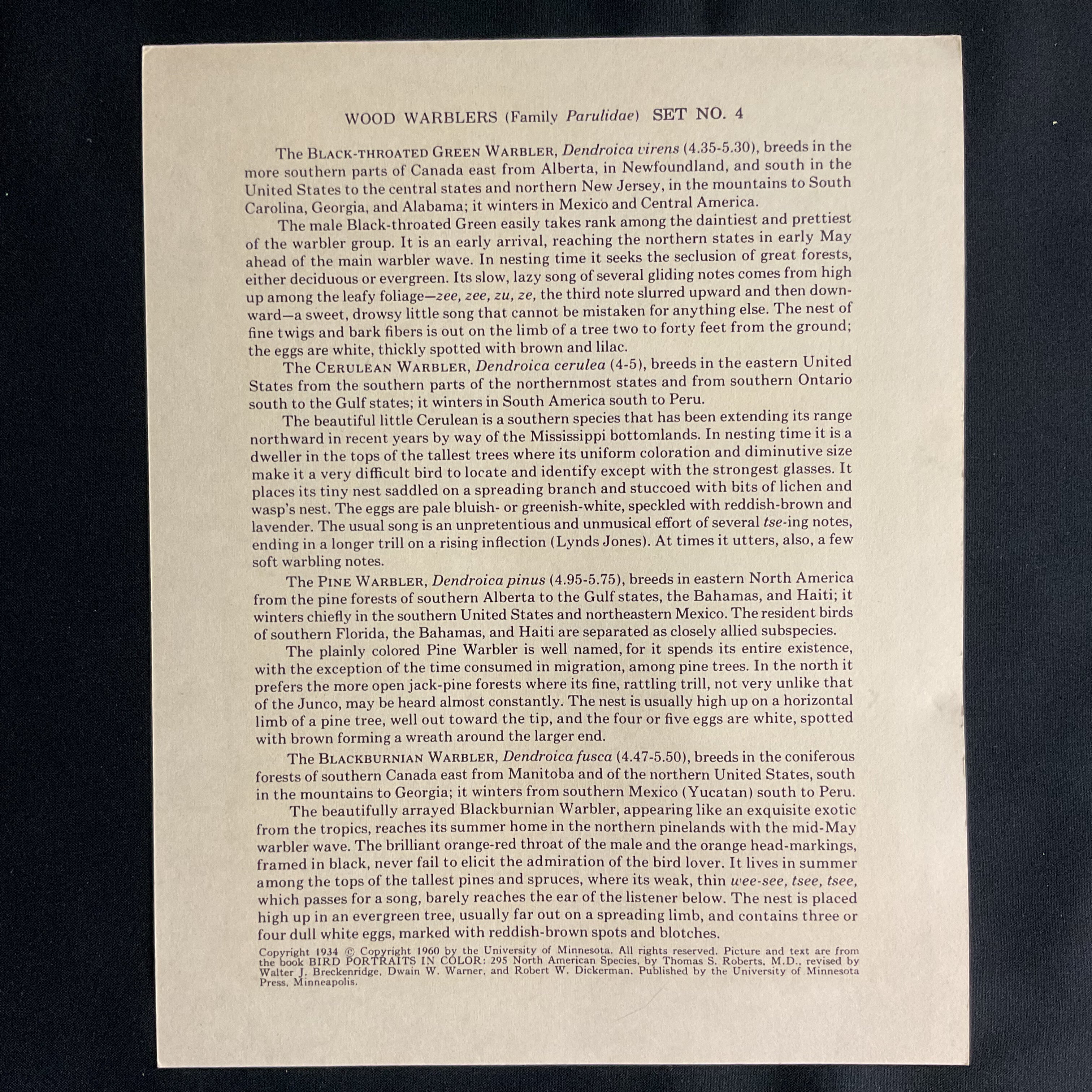 Vintage 1960 Black Throated Green Warbler Bird Illustration Print Weber