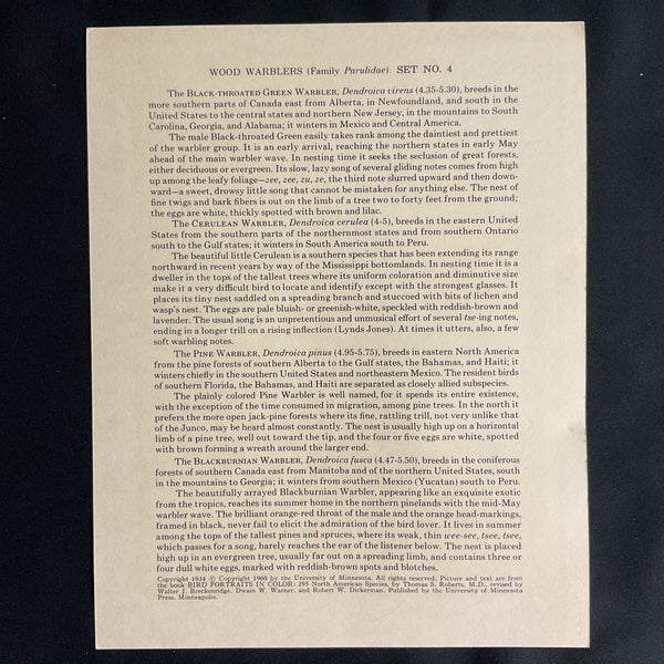 Vintage 1960 Black Throated Green Warbler Bird Illustration Print Weber