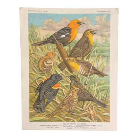Vintage 1960 Yellow Headed Blackbird Illustration Print Weber