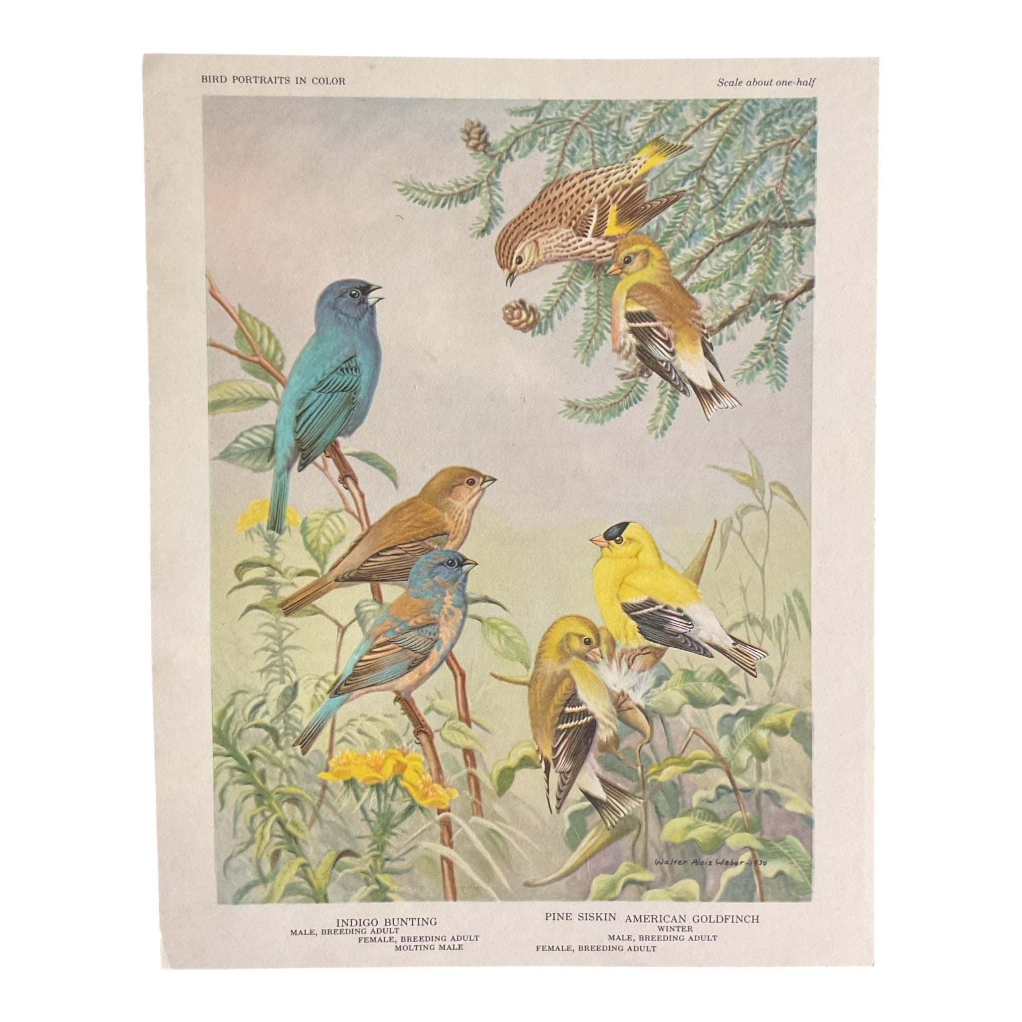 Vintage 1960 Indigo Bunting Bird Illustration Print Walter Alois Weber - Avid Vintage