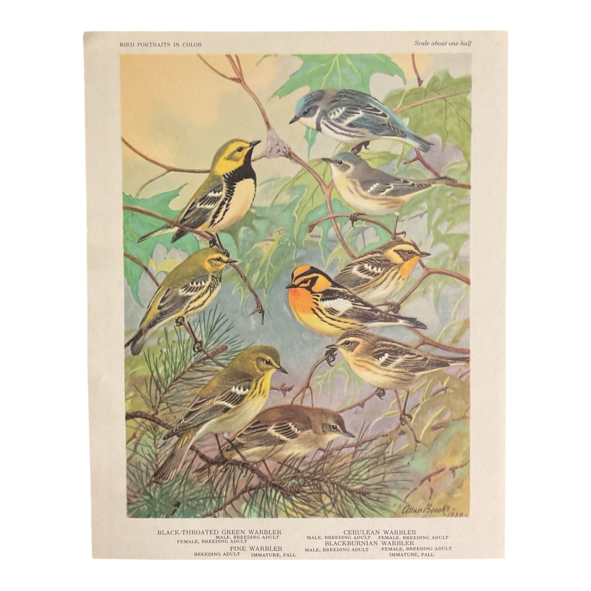 Vintage 1960 Black Throated Green Warbler Bird Illustration Print Weber