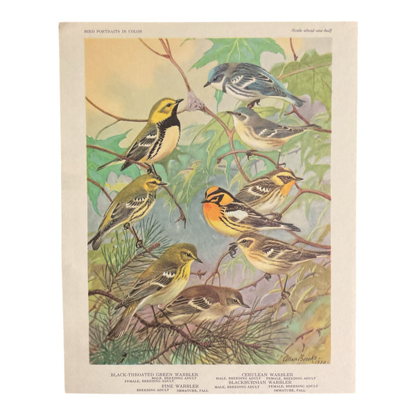 Vintage 1960 Black Throated Green Warbler Bird Illustration Print Weber