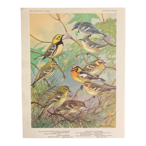 Vintage 1960 Black Throated Green Warbler Bird Illustration Print Weber
