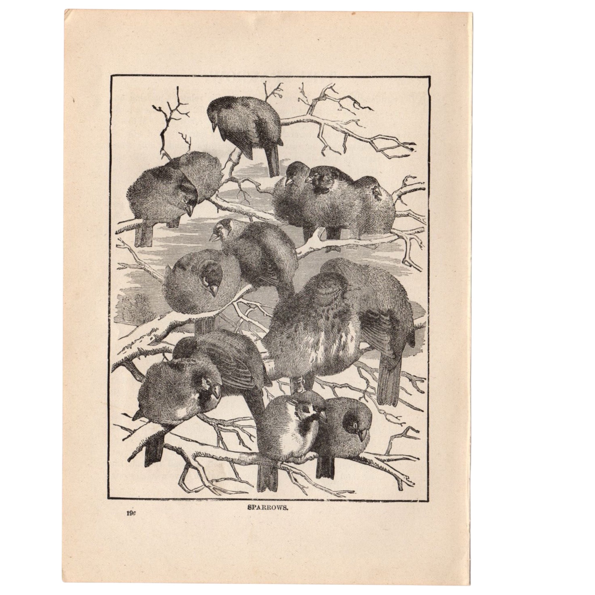 Antique Black and White Sparrow Print 1897 - Avid Vintage