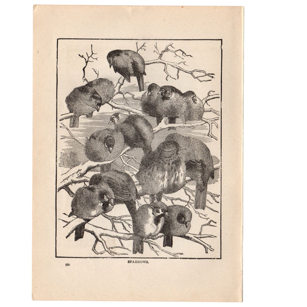 Antique Black and White Sparrow Print 1897 - Avid Vintage