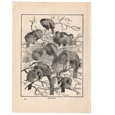 Antique Black and White Sparrow Print 1897 - Avid Vintage