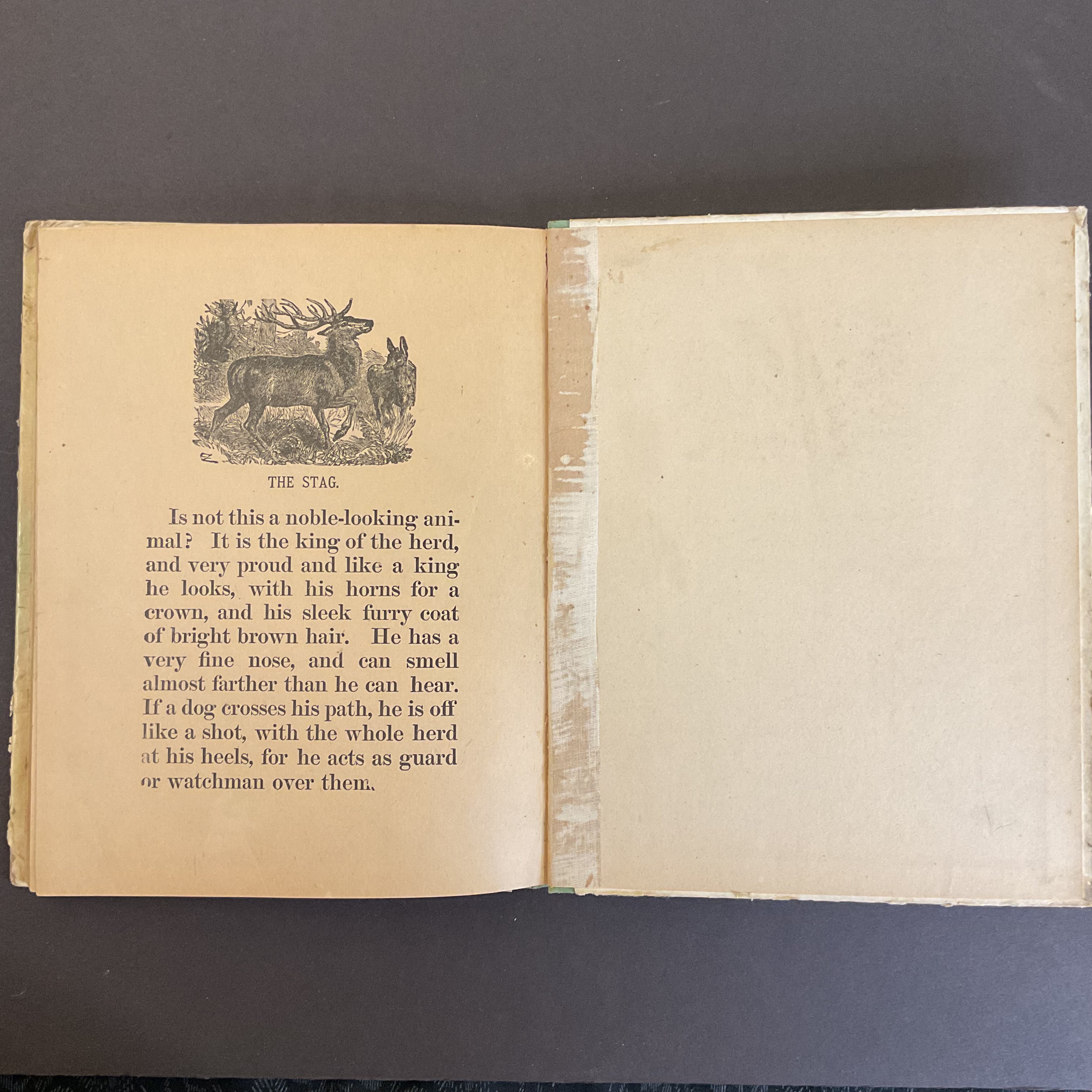 Nursery Primer Antique Children’s Book 1898 Illustrated Hardcover - Avid Vintage