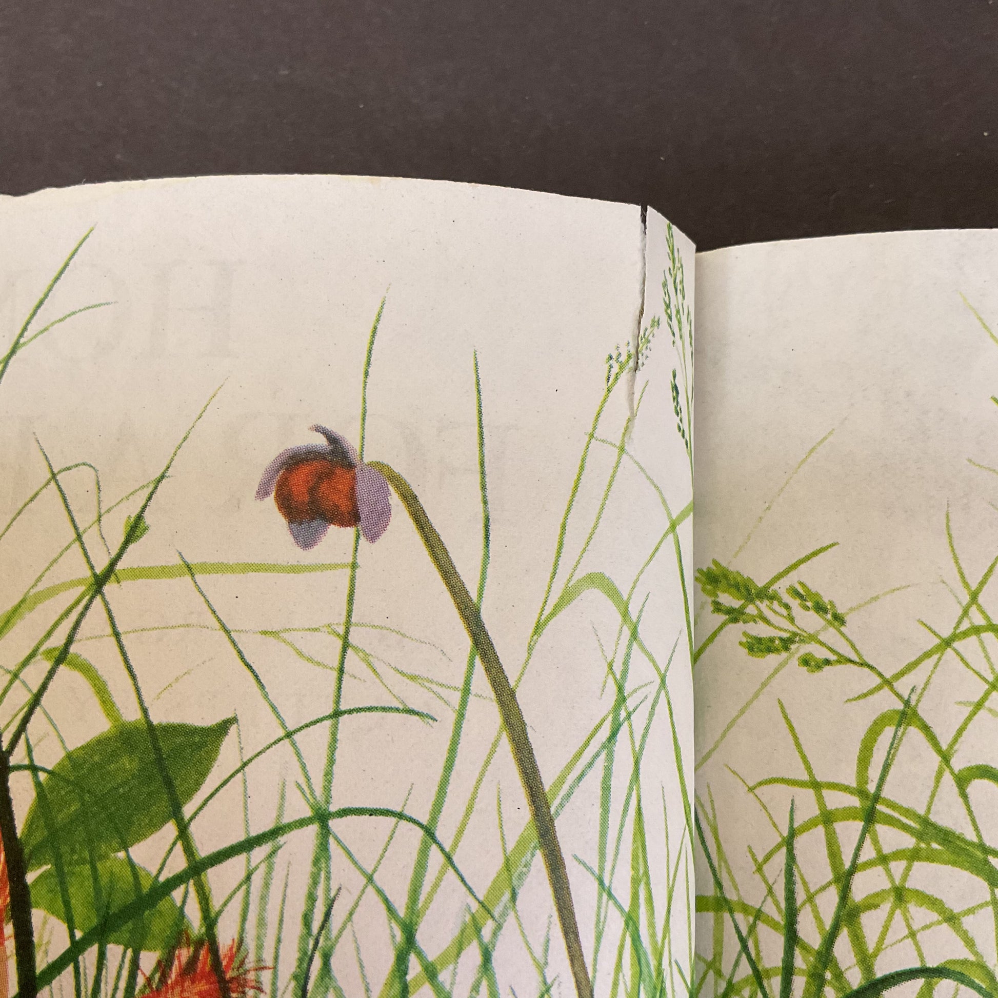 Home For A Bunny Vintage 1961 Hardcover Little Golden Book - Avid Vintage