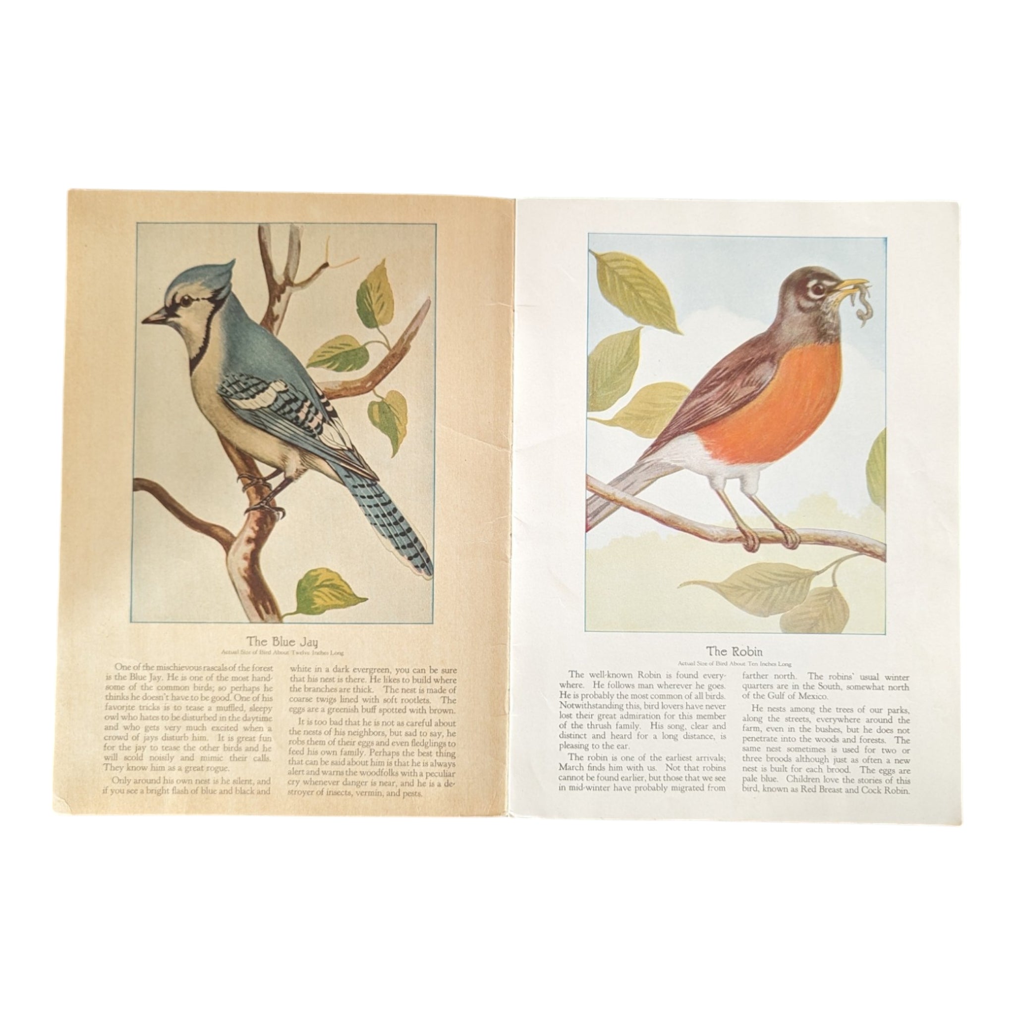 Birds We Know 1928 Book Paintings by Ray Gleason - Avid Vintage