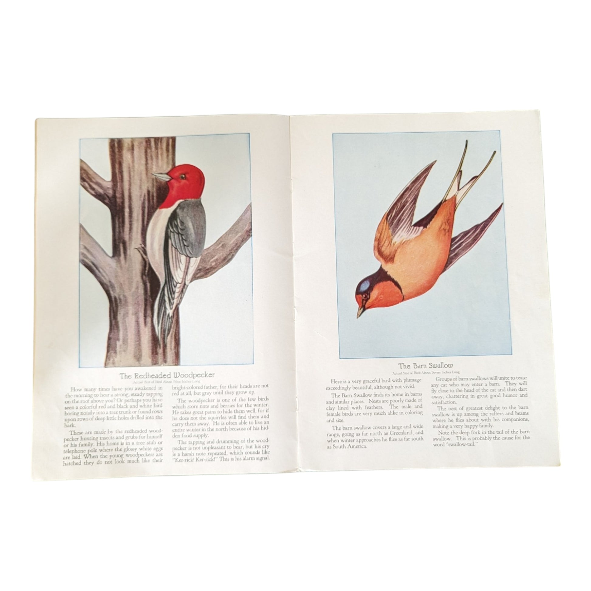 Birds We Know 1928 Book Paintings by Ray Gleason - Avid Vintage