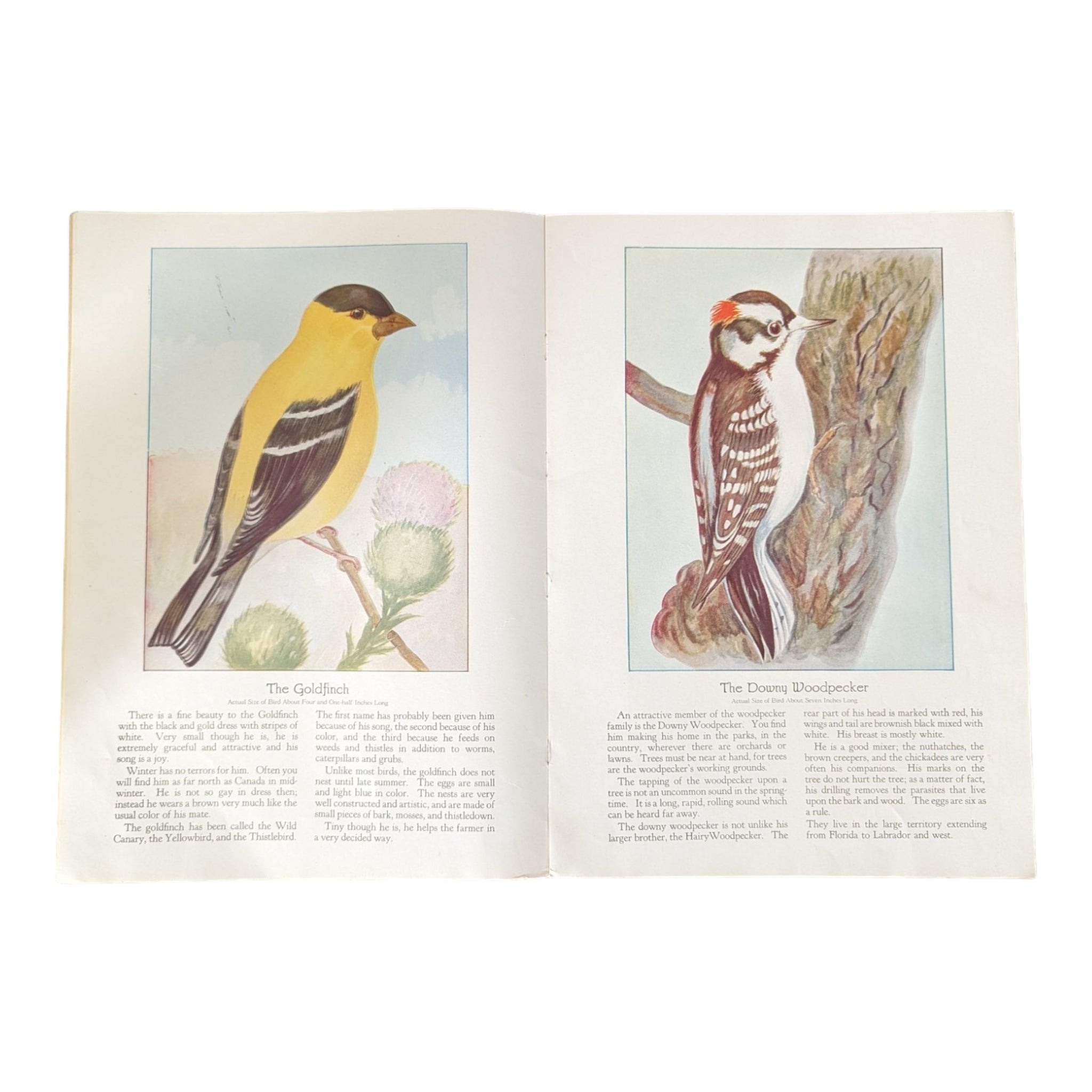 Birds We Know 1928 Book Paintings by Ray Gleason - Avid Vintage