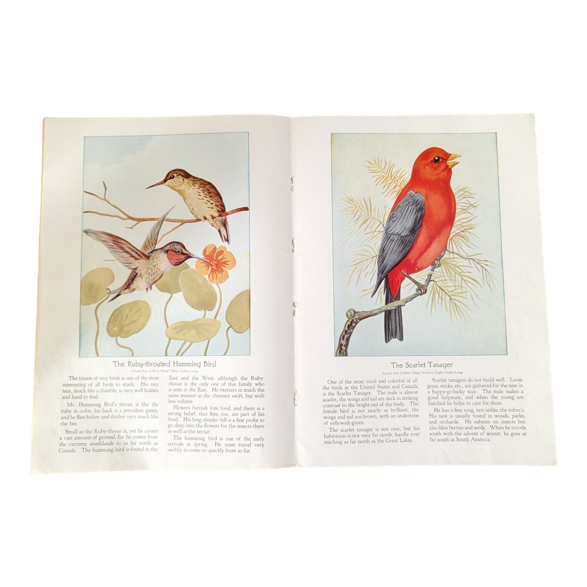 Birds We Know 1928 Book Paintings by Ray Gleason - Avid Vintage