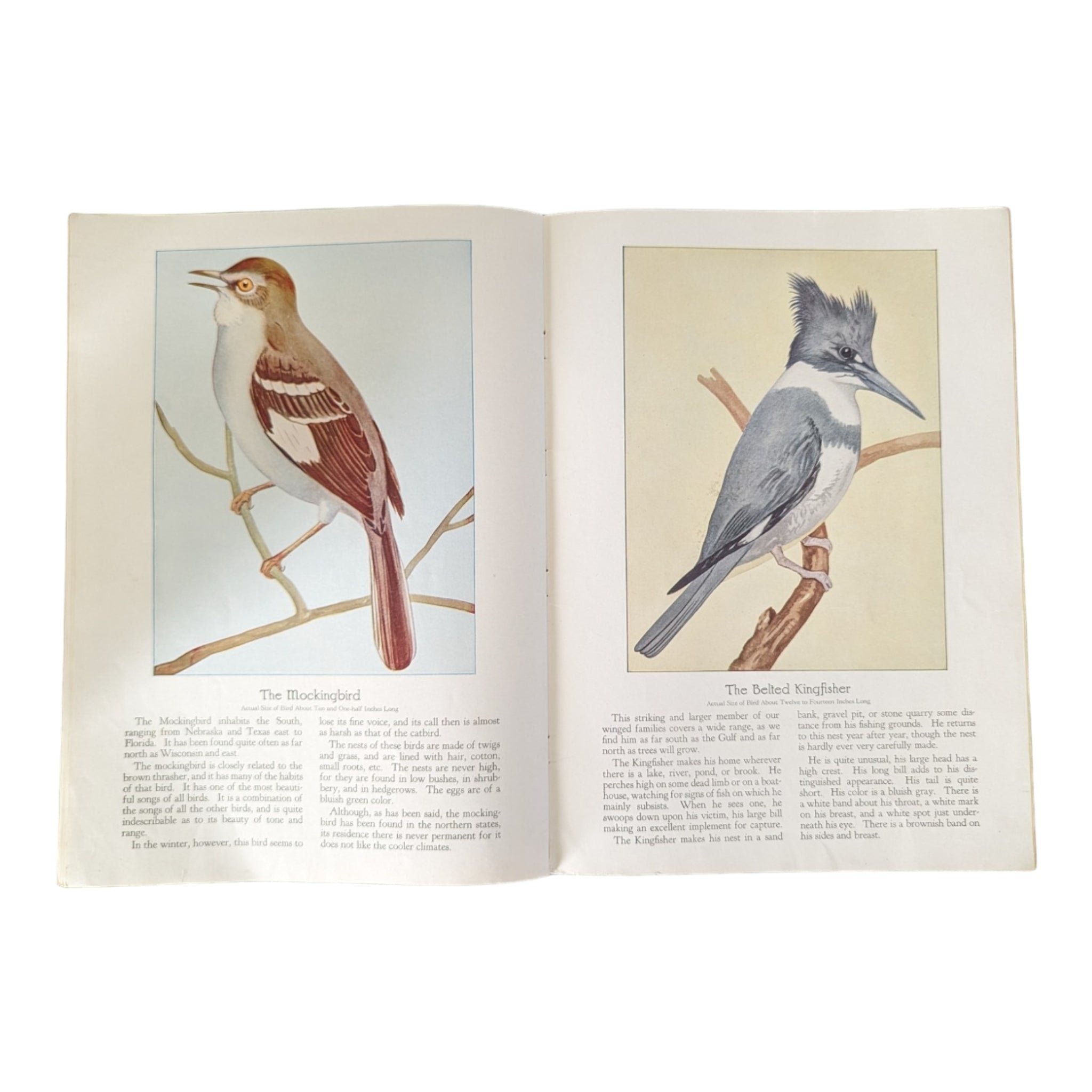 Birds We Know 1928 Book Paintings by Ray Gleason - Avid Vintage