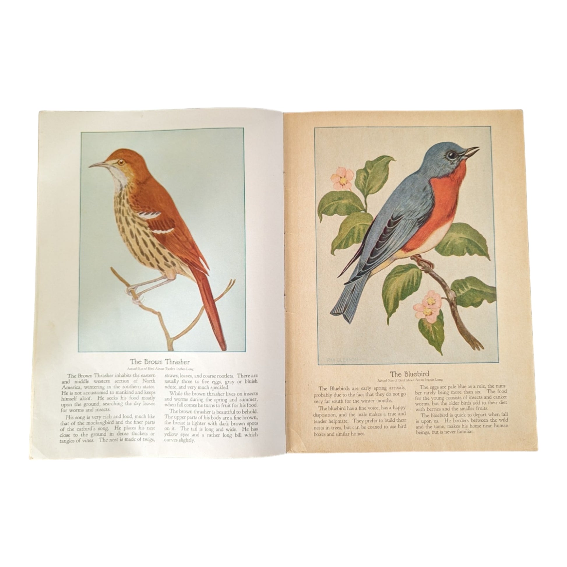 Birds We Know 1928 Book Paintings by Ray Gleason - Avid Vintage