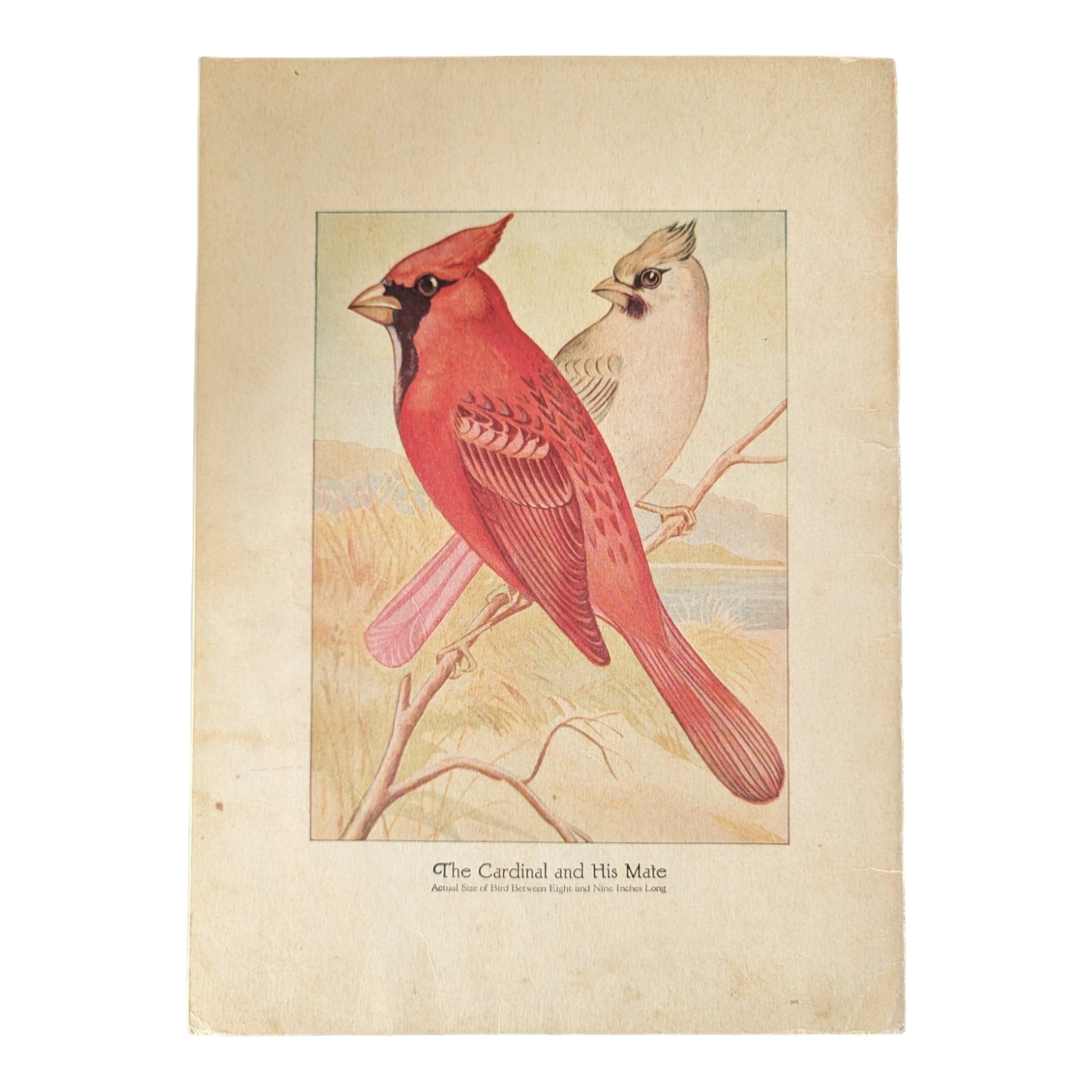 Birds We Know 1928 Book Paintings by Ray Gleason - Avid Vintage