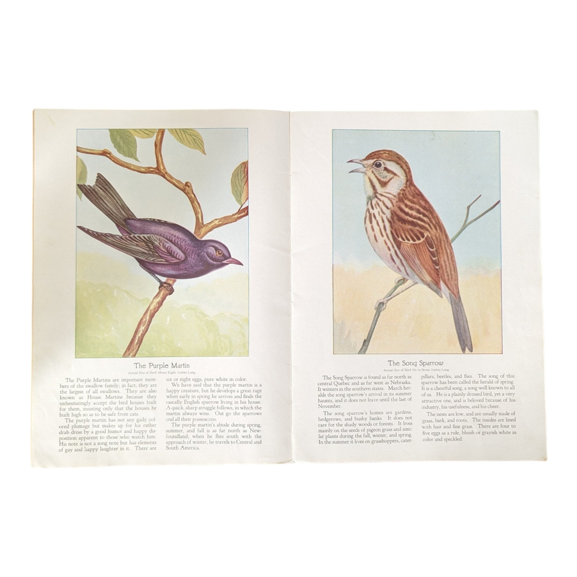 Birds We Know 1928 Book Paintings by Ray Gleason - Avid Vintage
