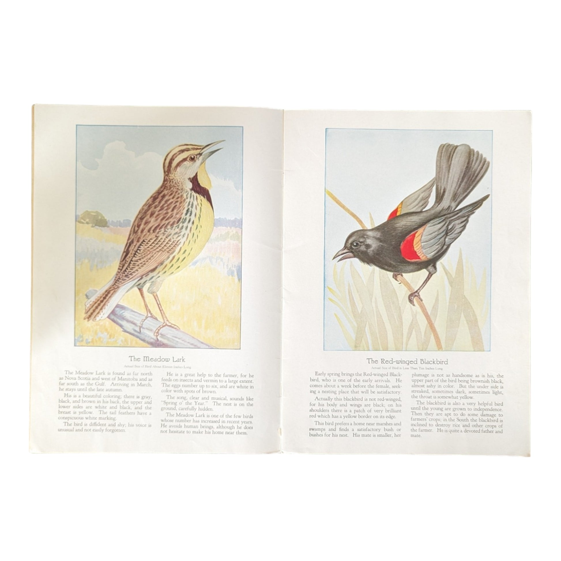 Birds We Know 1928 Book Paintings by Ray Gleason - Avid Vintage