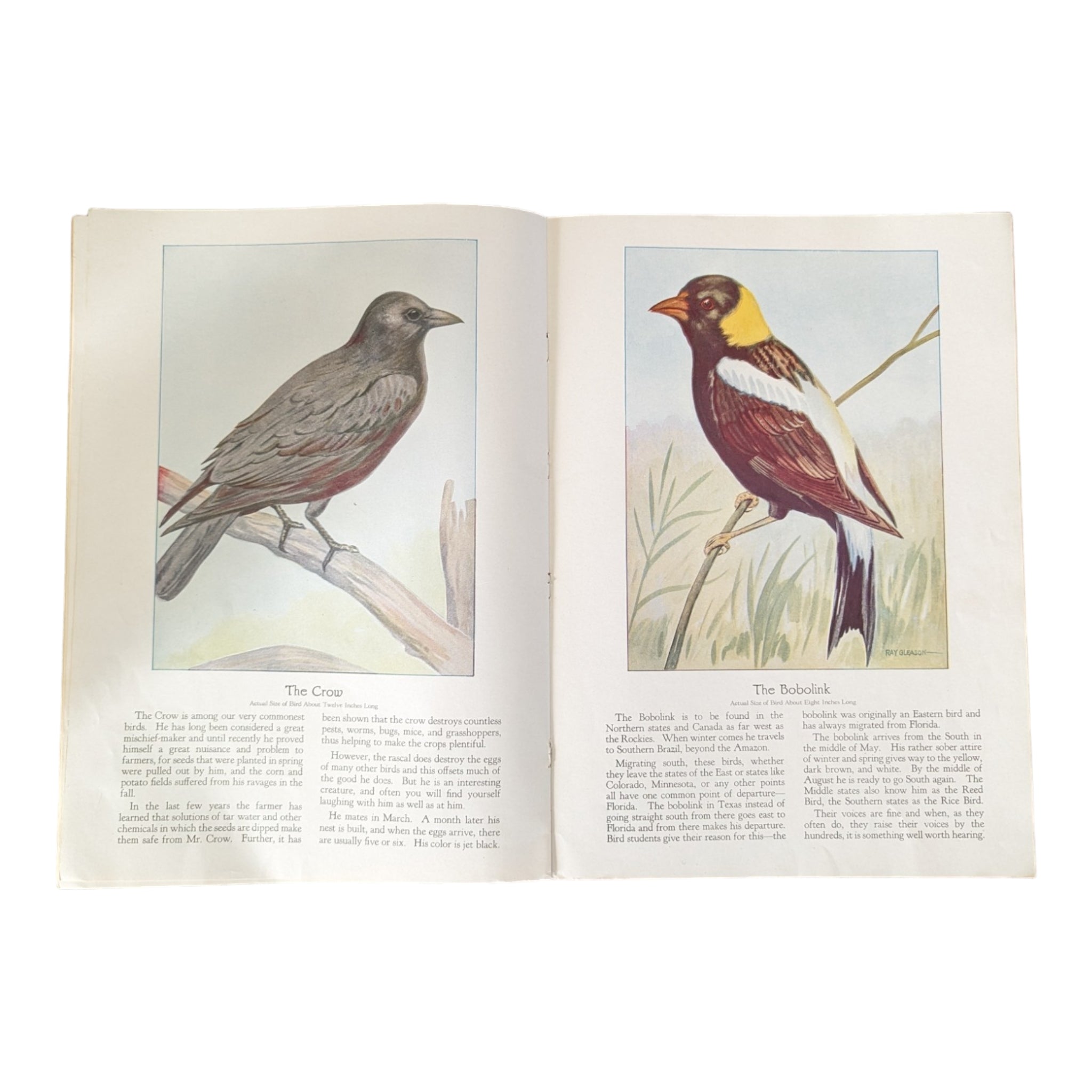 Birds We Know 1928 Book Paintings by Ray Gleason - Avid Vintage