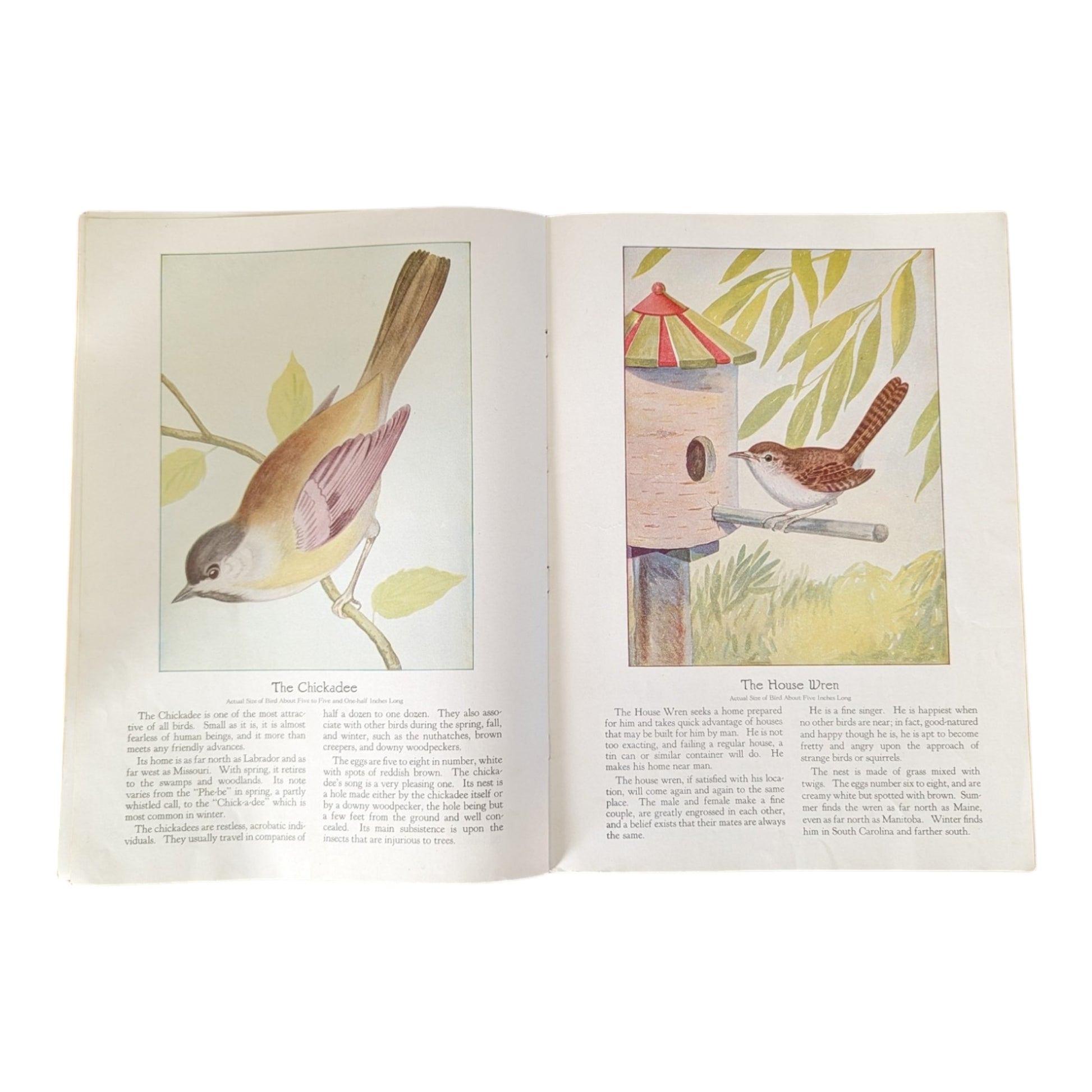 Birds We Know 1928 Book Paintings by Ray Gleason - Avid Vintage