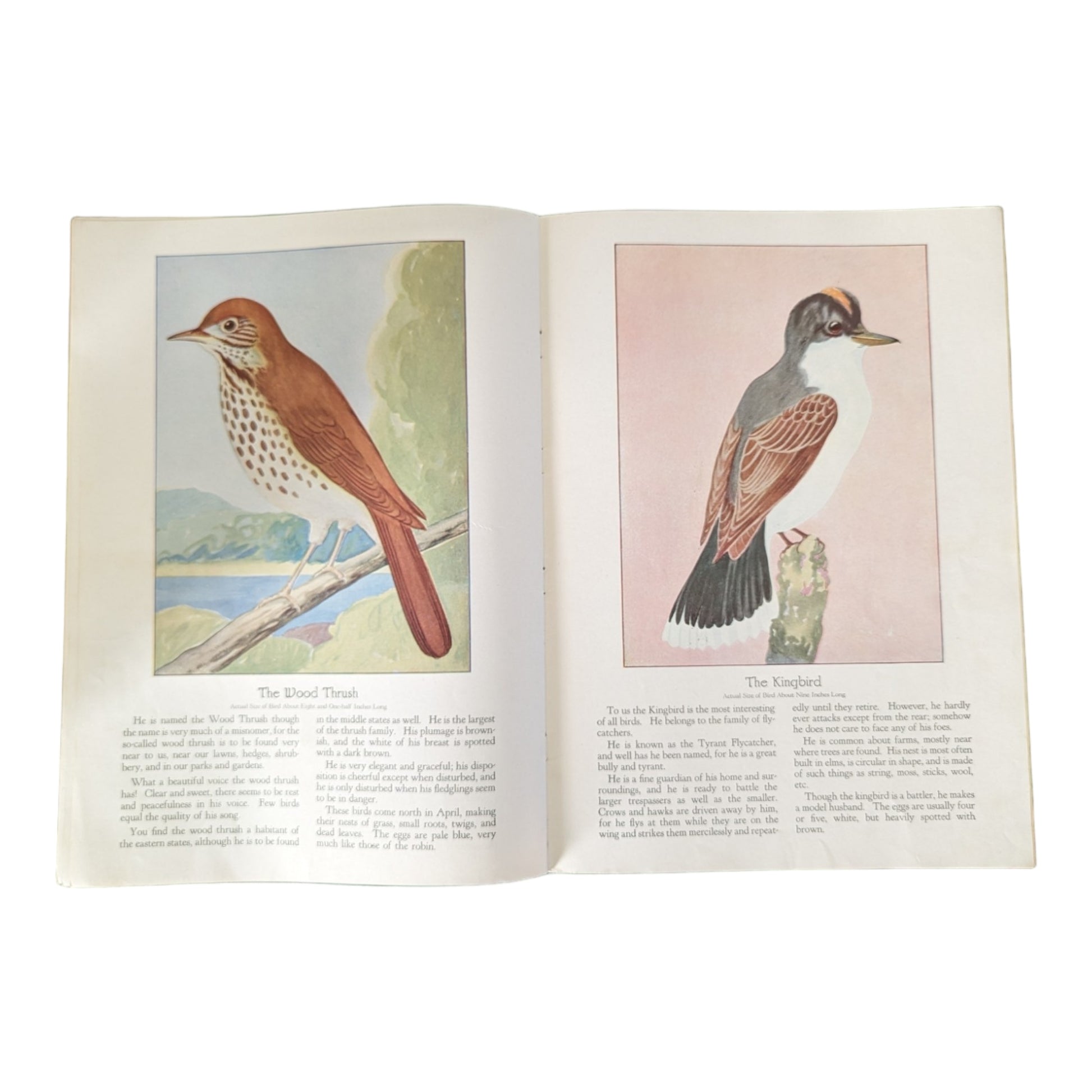 Birds We Know 1928 Book Paintings by Ray Gleason - Avid Vintage