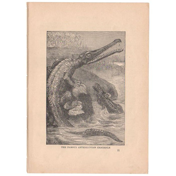 Antique Black and White Print Antediluvian Crocodile Illustration