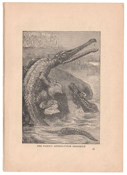 Antique Black and White Print Antediluvian Crocodile Illustration