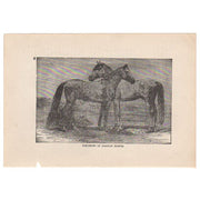 Antique Black and White Print Arabian Horses Illustration - Avid Vintage