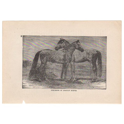 Antique Black and White Print Arabian Horses Illustration