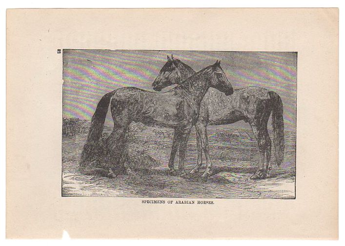 Antique Black and White Print Arabian Horses Illustration - Avid Vintage