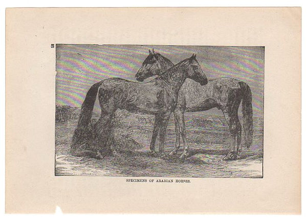 Antique Black and White Print Arabian Horses Illustration