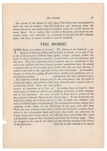 Antique Black and White Print Arabian Horses Illustration