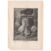 Antique Black and White Print Baby Chickens - Avid Vintage