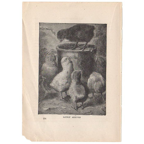 Antique Black and White Print Baby Chickens