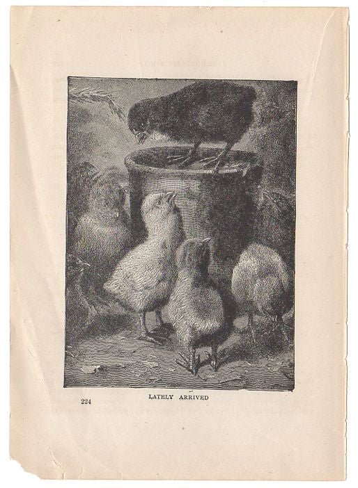 Antique Black and White Print Baby Chickens - Avid Vintage