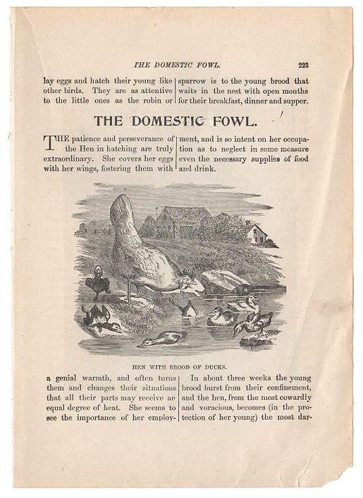 Antique Black and White Print Baby Chickens - Avid Vintage