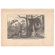 Antique Black and White Print Caterpillars and Butterfly Illustration - Avid Vintage