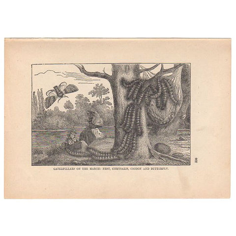Antique Black and White Print Caterpillars and Butterfly Illustration