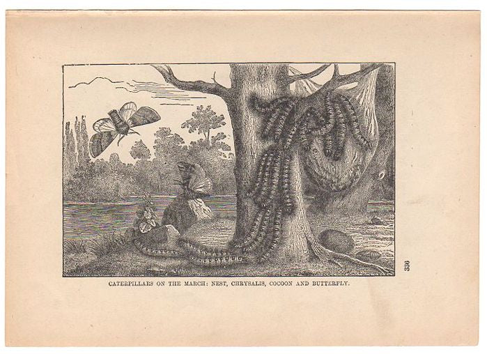 Antique Black and White Print Caterpillars and Butterfly Illustration - Avid Vintage