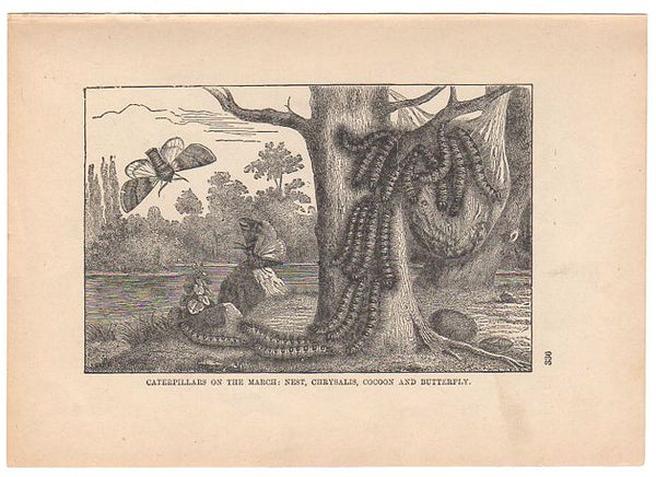 Antique Black and White Print Caterpillars and Butterfly Illustration