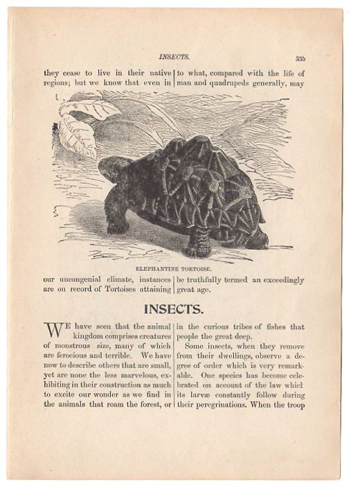 Antique Black and White Print Caterpillars and Butterfly Illustration - Avid Vintage