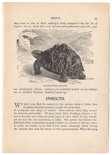 Antique Black and White Print Caterpillars and Butterfly Illustration