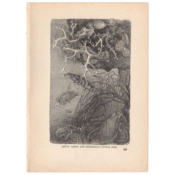 Antique Black and White Print Coral Arbor and Cuttle Fish