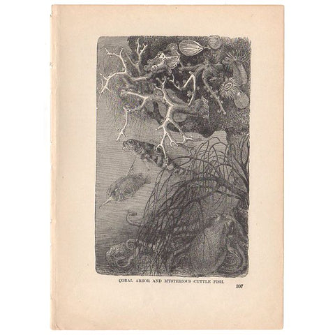 Antique Black and White Print Coral Arbor and Cuttle Fish