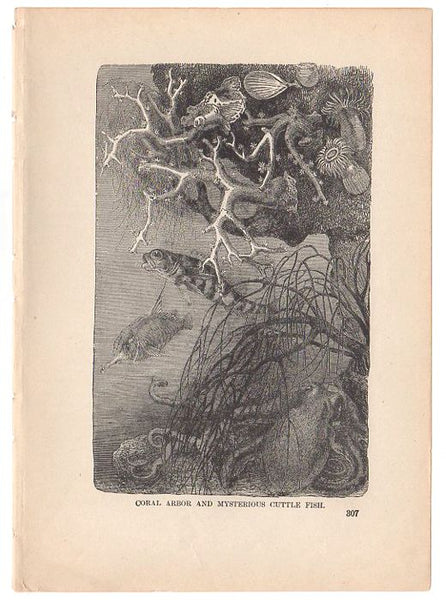 Antique Black and White Print Coral Arbor and Cuttle Fish