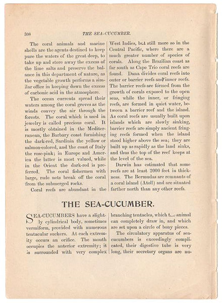Antique Black and White Print Coral Arbor and Cuttle Fish