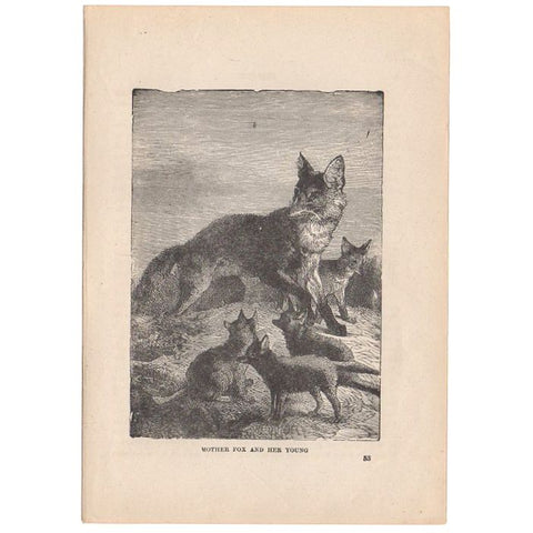 Antique Black and White Print Mother Fox and Kits Illustration