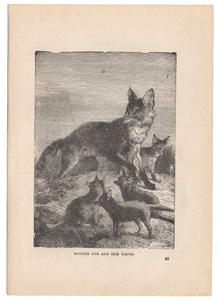 Antique Black and White Print Mother Fox and Kits Illustration