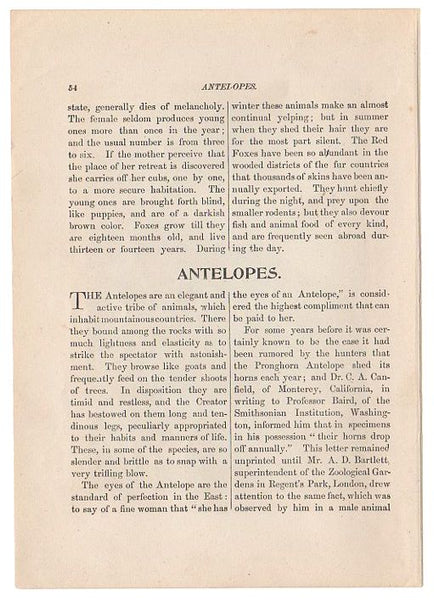 Antique Black and White Print Mother Fox and Kits Illustration